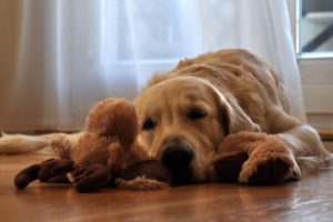 It's time to take pet loss seriously