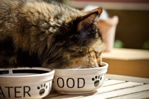 cat, feline, bowl for animals-3474821.jpg